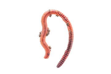 Macro shot of red worm Dendrobena in manure, earthworm live bait for fishing isolated on white...
