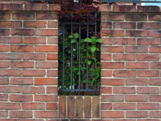 Vintage red brick wall background overgrown with ivy