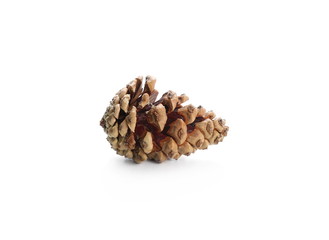 Pine cone isolated on white background