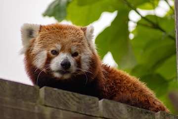Red Panda