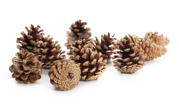 Pine cones isolated on white background