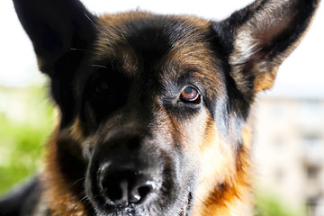 Muzzle of a Dog German Shepherd in the park