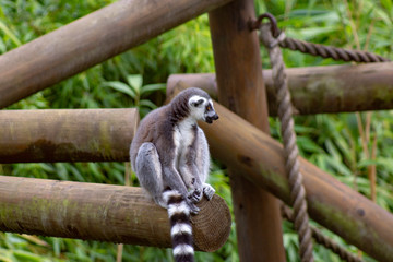 Lemur