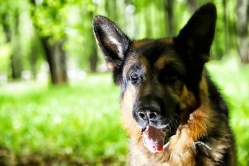 Muzzle of a Dog German Shepherd in the park