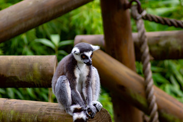 Lemur