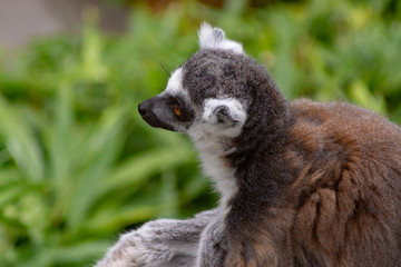 Lemur