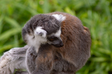 Lemur