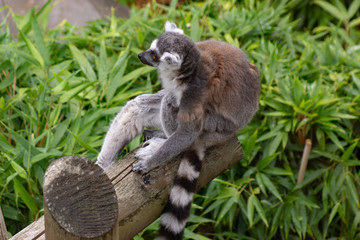 Lemur at Colchester Zoo