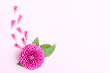 Dahlia ball-barbarry and petals with green leaves - top view on pink bright summer flower