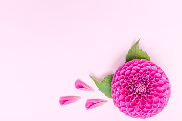 Dahlia ball-barbarry and petals with green leaves - top view on pink bright summer flower