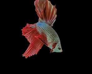 Siamese fighting fish, red fish, black background Betta splendens, Betta Fish, Halfmoon Betta.