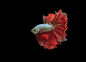 Fototapeta premium Siamese fighting fish, red fish, black background Betta splendens, Betta Fish, Halfmoon Betta.