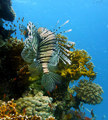 Rotfeuerfisch vor Korallenblock
