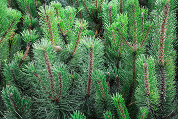 Blue spruce of fir tree branches. Close-up