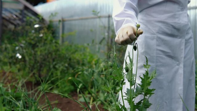 The lab technician conducts an intermediate measurement of the papaver sample on the experimental field, the female hand in the glove holds the fruit, the petals fall from the immature poppy capsules.