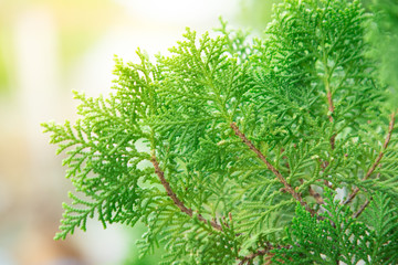 Close up of Orientali Arborvitae