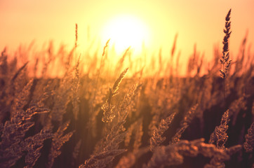 Spikelets of grasses illuminated by the warm golden light of setting sun