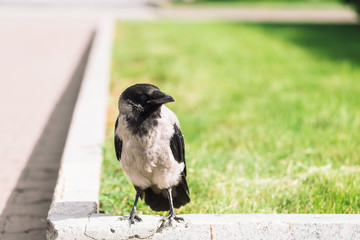 Obraz na płótnie Canvas Black crow walks on border near gray sidewalk on background of green grass with copy space. Raven on pavement. Wild bird on asphalt. Predatory animal of city fauna. Plumage of bird is close up.