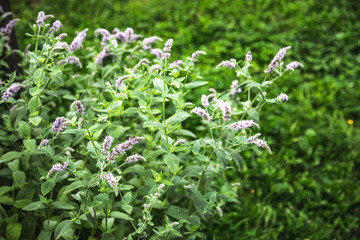 field of blossoming mint