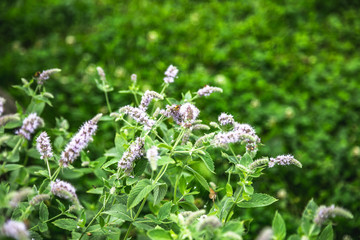 bed of blossoming mint with flying bees