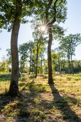 Bois de chênes, Forêt de Garche, Hettange Grande, Moselle, France
