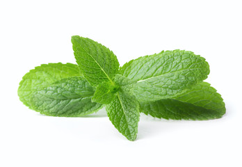 single twig of fresh green mint leaf isolated on white background