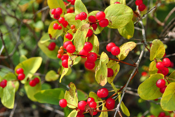 Branch of wild honeysuckle with ripe berries, soft bokeh background