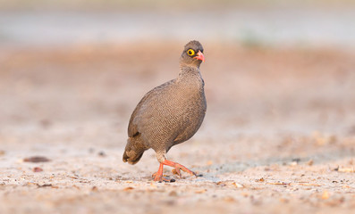 Red-billed francolin
