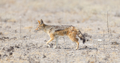 Black backed jackal (Canis mesomelas) walking in the Kalahari