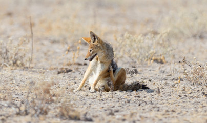 Black backed jackal (Canis mesomelas) scratching itchy body
