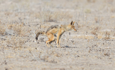 Black backed jackal (Canis mesomelas) pooping in the Kalahari
