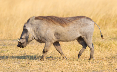 Warthog walking in the evening sun