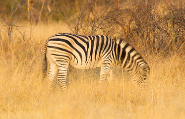 Obraz na płótnie Canvas Plains zebra (Equus quagga) in the grassy nature, evening sun