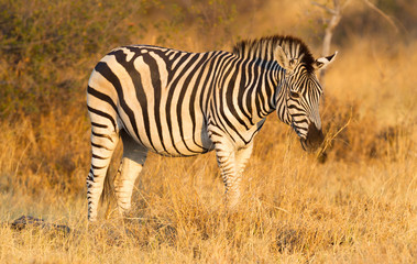 Fototapeta na wymiar Plains zebra (Equus quagga) in the grassy nature, evening sun