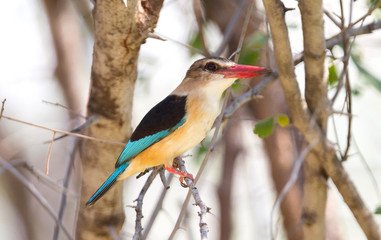 Brown-heade Kingfisher, Namibia