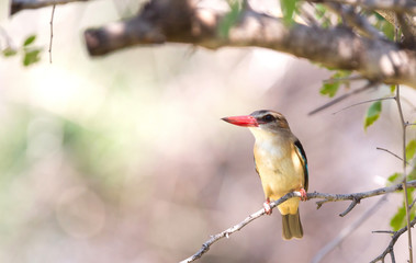Brown-heade Kingfisher, Namibia
