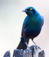 Cape Glossy Starling (Lamprotornis nitens)