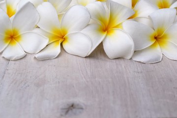 Fototapeta na wymiar Selective focus, close up white plumeria flower top view for woman spa and beauty concept product background