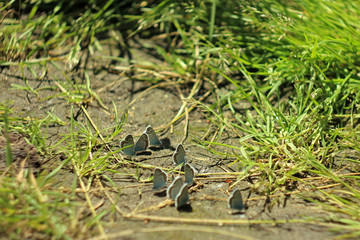 blue butterflies on the path in the grass