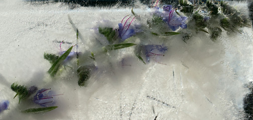 Obraz premium Background of blue flower with green leaves frozen in ice