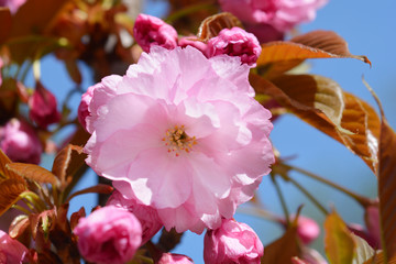 Japanese cherry Kanzan