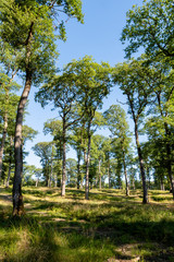 Chênaie dans la Forêt Domaniale de Garche, Hettange Grande, Moselle, France