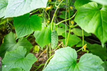baby cucumber hanging on a stalk emerging from foliage