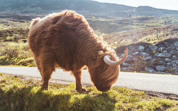 Highland Cow