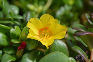 Fototapeta premium Wingpod purslane