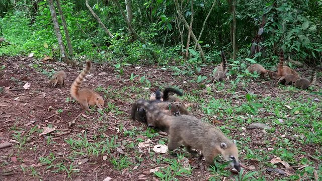 Cubs of ring-tailed Coati (Nasua nasua) are playing & digging the earth in search of food. 