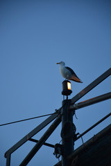 Fototapeta na wymiar bird on light