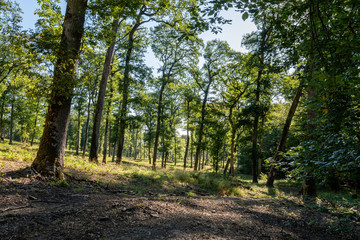Bois de chênes, Forêt de Garche, Hettange Grande, Moselle, France