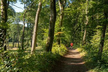 Course à pied en forêt