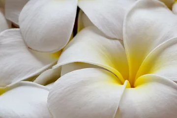 Abwaschbare Fototapete Selective focus, close up white plumeria flower top view for woman spa and beauty concept product background © Unchalee